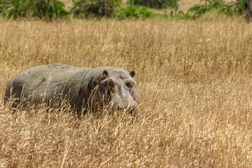 タンザニア・セレンゲティ国立公園で見かけた、珍しく陸を歩くカバ