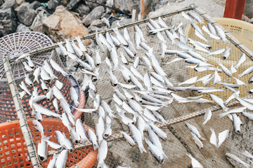 Close up homemade sun-drying on special racks/nets sardines is food preservation used in Asian cuisine under the hot sun in a fish market near beach.Tradition fishing village in asia Thialand.