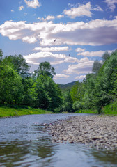 river in the forest