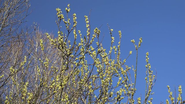 Pussy willow with blooming catkins in a spring forest.