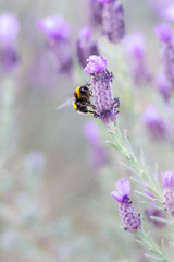 bumblebee feeding ona flower of lavander