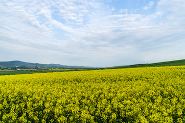 Obraz premium Pole rzepaku