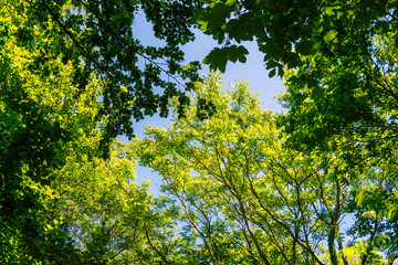 green leaves and sun