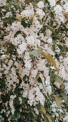 Bird cherry blossoms in spring
