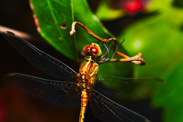 A yellow dragonfly taken at night