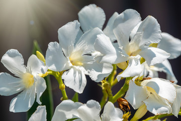 Obraz premium Beautiful white and yellow Nerium Oleander flower plant blossom in tropical garden