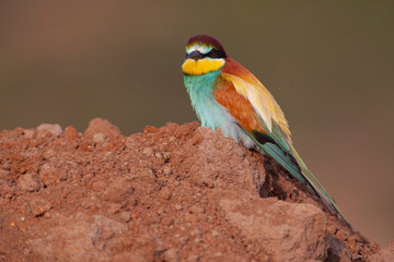 European Bee-eater, (Merops apiaster) bird in the natural habitat.