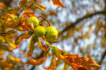 Ripening chestnuts growing on a tree.