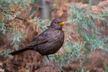 Common Blackbird (Turdus merula) bird in the natural habitat.