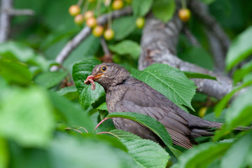 Common Blackbird (Turdus merula) bird in the natural habitat.