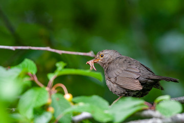 Common Blackbird (Turdus merula) bird in the natural habitat.