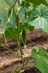 Cucumber in the greenhouse.  Bio. Without chemistry and nitrates