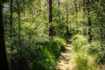 Obraz premium path in the forest