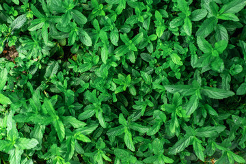 Obraz premium A green mint plant grows on a bed. Background, texture.