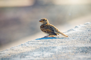 Sparrow amusingly sits on a stone wall in bright sunlight with a smooth background.