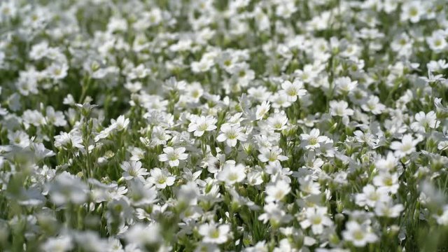 A dense cushion white flowers of chickweed ( cerastium arvense) on a sunny spring day