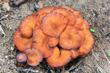 masse de champignons