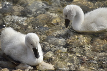 cygnes et cygneaux