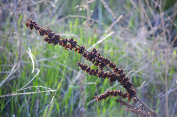 long plant in grass