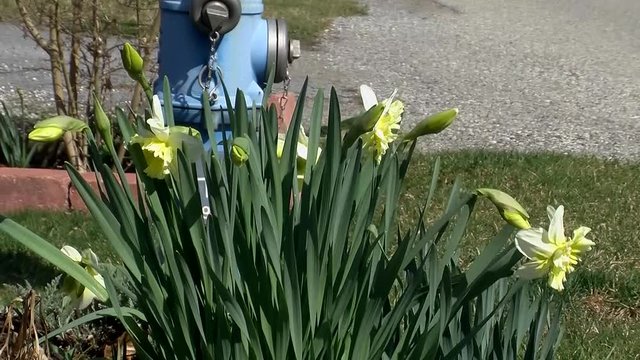 Narzissen im Vordergrund schm&uuml;cken einen Hydranten (Kamerazoomfahrt)