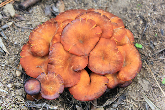 masse de champignons