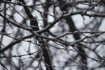 branches of a snowy tree