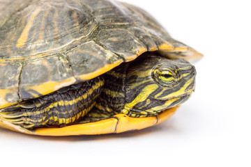 Obraz premium Close up land turtle on white background