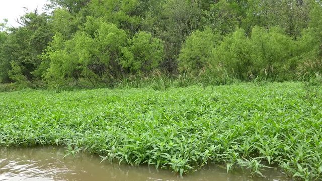 Wetland vegetation of Honey Island swamp from the boat. Louisiana, USA