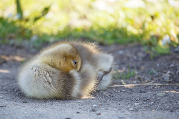 A gosling nestles its head into its downy feathers with eye visible.Image