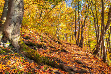 Forest with trees in autumn colors.