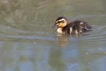A Mallard duckling (Anas platyrhynchos) swims with a droplet of water on its beak.Image