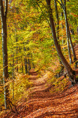 Forest with trees in autumn colors.