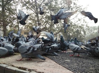 Pigeons On Street Against Trees