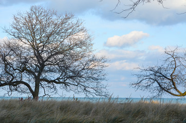 lonely tree in the field