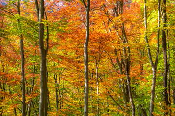 Forest with trees in autumn colors.