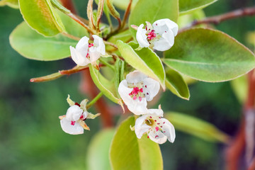 young pear leaves as background