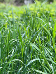 Obraz premium Fresh grass with dew drops. Abstract natural backgrounds. Grass under the bright sun. Fresh grass with dew drops. Grass stock photo. Green lawn background. Images of dew.