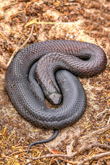 Kangaroo Island, Australia