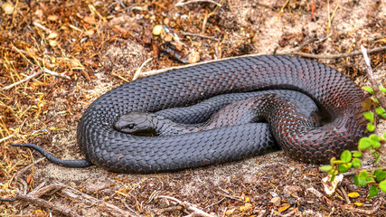 Kangaroo Island, Australia