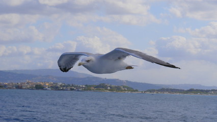 Möwe im Flug über tiefblauem Meer und blauem himmel und Land im Hintergrund