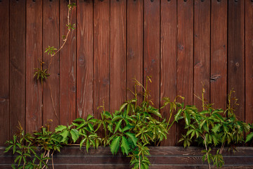 Brown board fence and the a climbing plant. Natural wood background for vintage design.