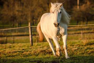 Camargue-Stute mit langer Mähne auf der Koppel