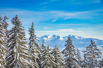 Winter landscape with snowy trees and mountains at sunny day. © Viliam