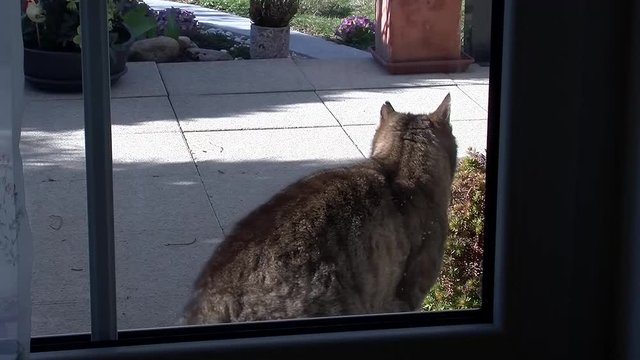 Der grau gestreifte Kater wartet auf der Terrasse und hofft, dass die T&uuml;r aufgeht