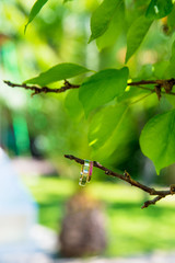 Alliances de mariés sur une branche