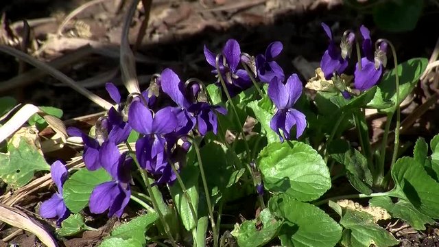 Veilchen zittern im Fr&uuml;hlingswind (Kamerazoomfahrt)