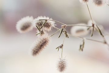 Trifolium arvense. Close up bouquet of wild fluffy flowers, abstract retro style, vintage toned...