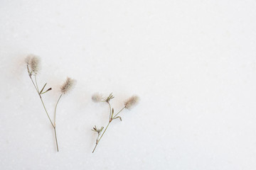 Trifolium arvense. Close up bouquet of wild fluffy flowers abstract retro style. Selective soft...