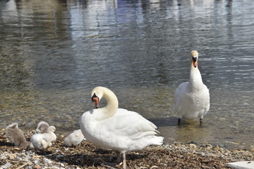 cygnes et cygneaux