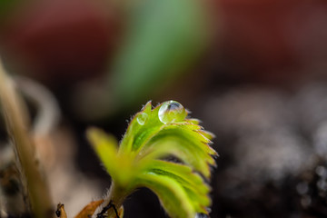 Kropla wody na liściu truskawki